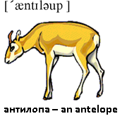 антилопа