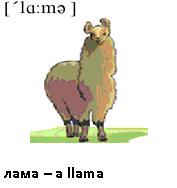 лама