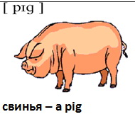 a pig  