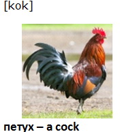 a cock